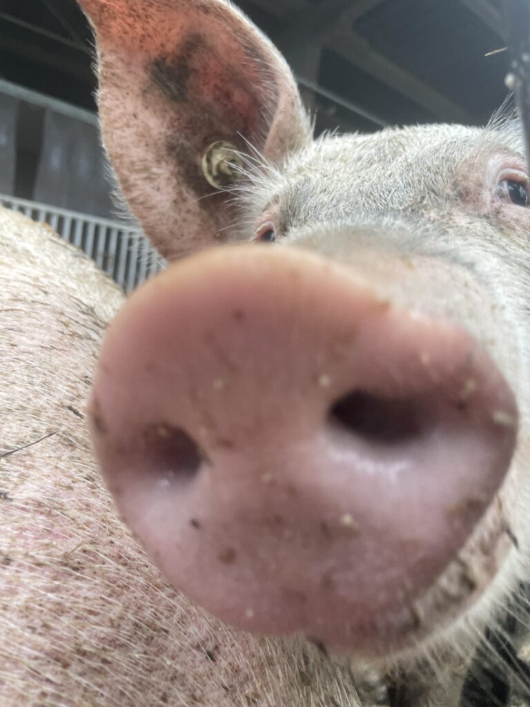 Schwein
