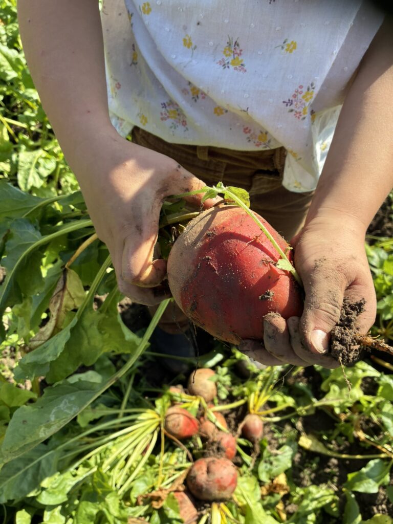 gelbe Beete Ernte