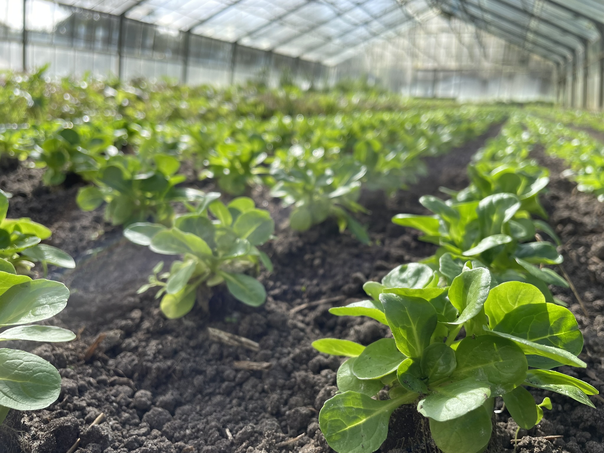 Bio-Feldsalat, der im Gewächshaus wächst