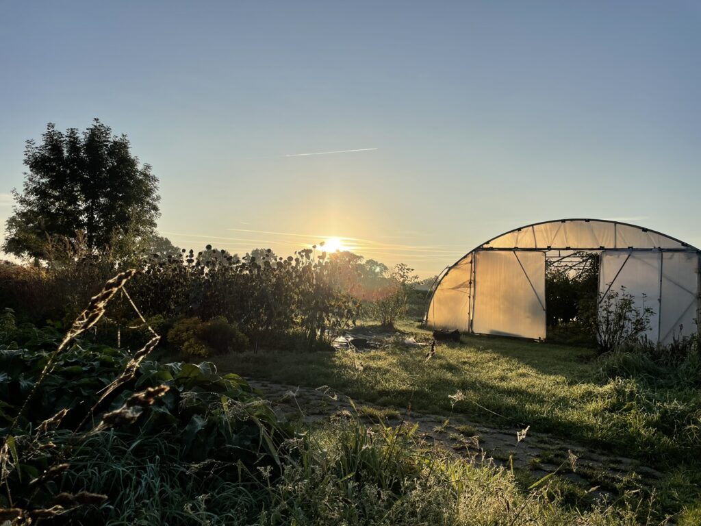 Startseite 20 Morgesonne Gewaechshaus Oktober